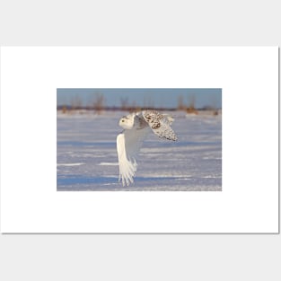 Snowy Owl Posters and Art